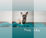 Small Photo #10 French Bulldog Puppy For Sale in CEDAR RAPIDS, IA, USA