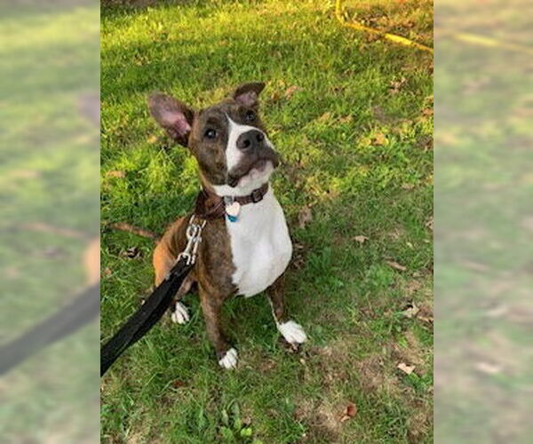 Medium Photo #5 American Pit Bull Terrier-Mountain Cur Mix Puppy For Sale in Oakhurst, NJ, USA