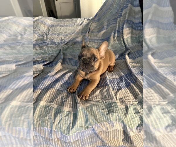 Medium Photo #3 French Bulldog Puppy For Sale in AUBREY, TX, USA