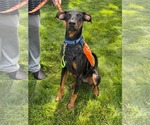 Small #5 Doberman Pinscher