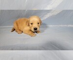 Small #8 Golden Retriever