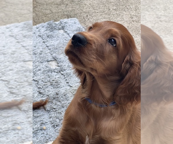 Medium Photo #10 Irish Setter Puppy For Sale in KALAHEO, HI, USA