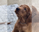 Small #9 Irish Setter