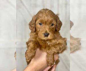 Goldendoodle (Miniature) Puppy for sale in CANTON, GA, USA
