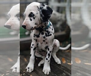 Dalmatian Puppy for sale in JACKSONVILLE, FL, USA