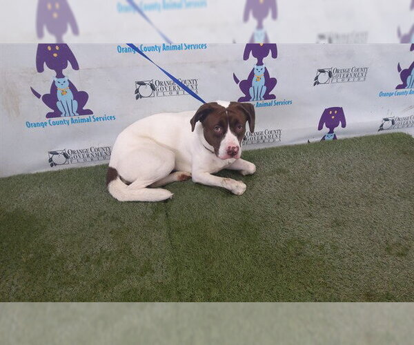 Medium Photo #1 Mutt Puppy For Sale in Orlando, FL, USA