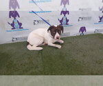 Small Mutt