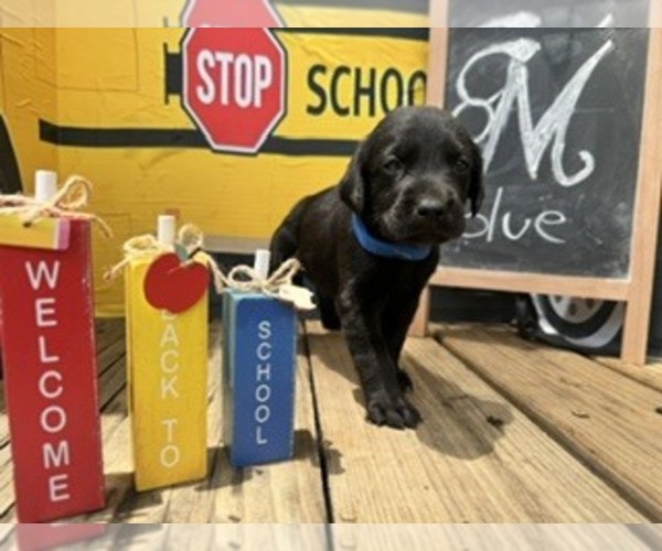 Medium Photo #1 Labrador Retriever Puppy For Sale in MAYSVILLE, GA, USA
