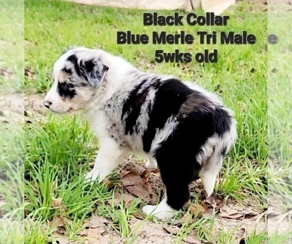 Medium Photo #10 Border Collie Puppy For Sale in ELMENDORF, TX, USA