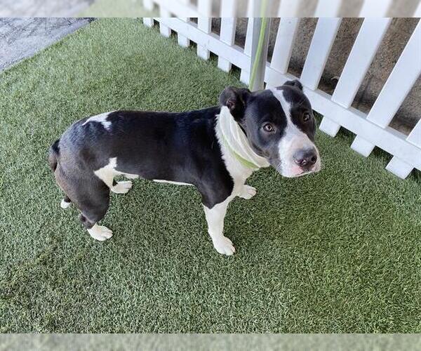 Medium Photo #1 Mutt Puppy For Sale in Modesto, CA, USA