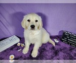 Small Photo #45 English Cream Golden Retriever Puppy For Sale in PEYTON, CO, USA