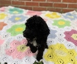 Small Photo #5 Springerdoodle Puppy For Sale in GADSDEN, AL, USA