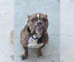 Small #8 American Bulldog Mix