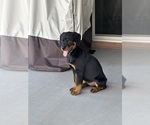Small Photo #1 Rottweiler Puppy For Sale in LAVEEN, AZ, USA