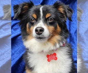 Australian Shepherd-Chihuahua Mix Dogs for adoption in Cuba, NY, USA