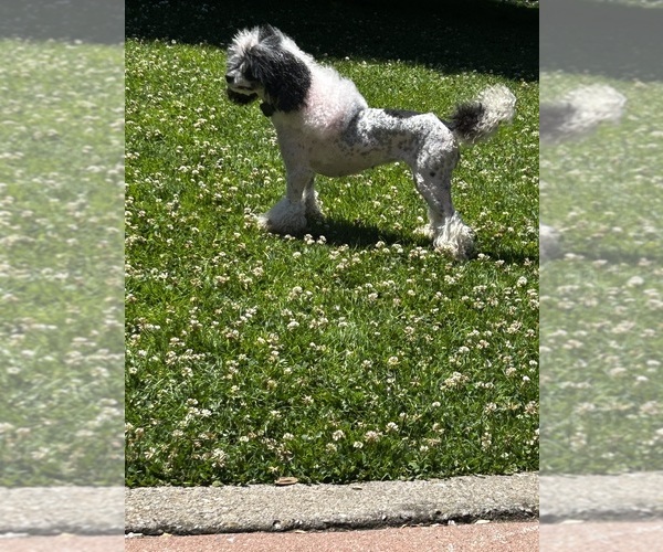 Medium Photo #1 Poodle (Miniature) Puppy For Sale in SAN LEANDRO, CA, USA