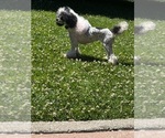 Small Photo #1 Poodle (Miniature) Puppy For Sale in SAN LEANDRO, CA, USA