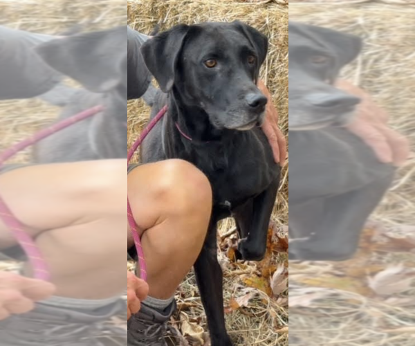 Medium Photo #3 Great Dane-Unknown Mix Puppy For Sale in Thomasville, NC, USA
