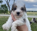 Puppy Puppy 6 Miniature Bernedoodle