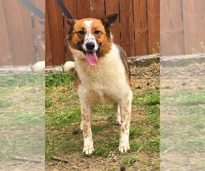 Australian Shepherd-Unknown Mix Dogs for adoption in Wetumpka, AL, USA
