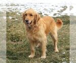 Small Photo #1 Golden Retriever Puppy For Sale in COATESVILLE, PA, USA