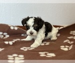 Small #1 Havanese