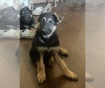 Small Photo #3 German Shepherd Dog Puppy For Sale in BURBANK, IL, USA