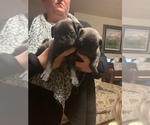 Small Photo #3 Pug Puppy For Sale in MANCHESTER, MI, USA
