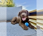 Small #3 Labrador Retriever
