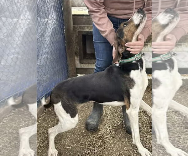 Medium Photo #2 Treeing Walker Coonhound Puppy For Sale in Westminster, MD, USA