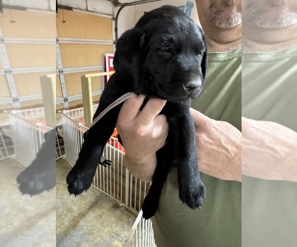 Medium Photo #6 Labrador Retriever Puppy For Sale in BEECHER CITY, IL, USA