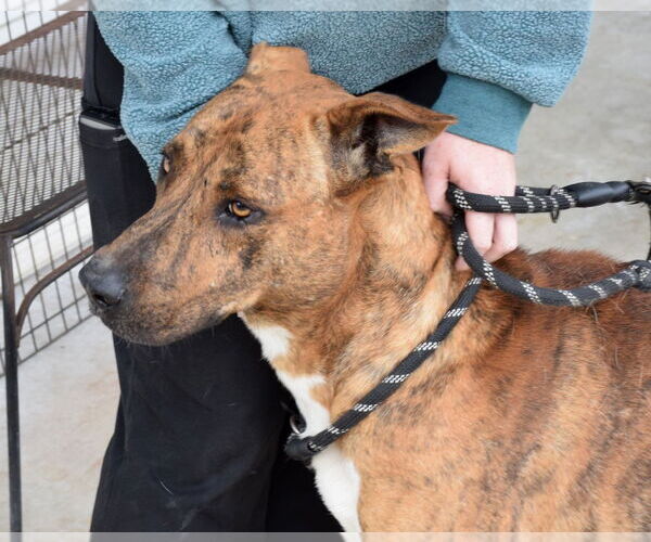 Medium Photo #4 Plott Hound-Unknown Mix Puppy For Sale in Anniston, AL, USA