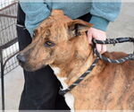 Small #3 Plott Hound Mix
