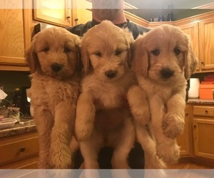 Goldendoodle-Poodle (Standard) Mix Puppy for sale in HARTSVILLE, TN, USA