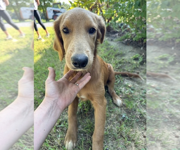 Medium Photo #7 Flat Coated Retriever-Golden Retriever Mix Puppy For Sale in EVA, AL, USA