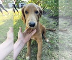 Small #6 Flat Coated Retriever-Golden Retriever Mix