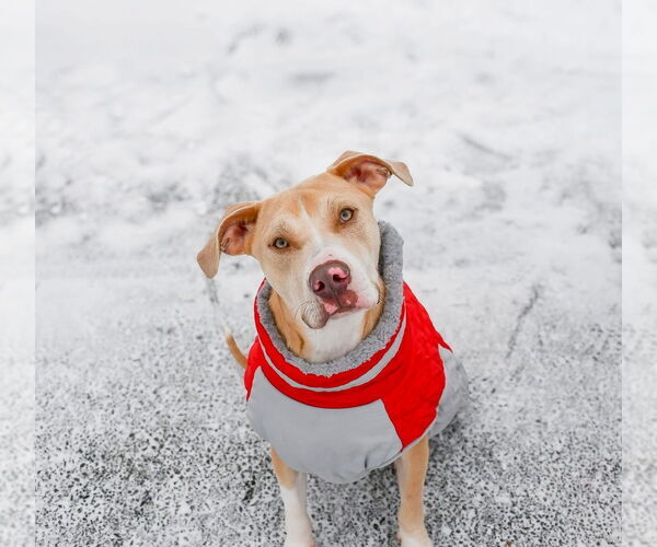 Medium Photo #1 Mutt Puppy For Sale in Oak Bluffs, MA, USA