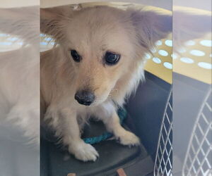 Pomeranian-Unknown Mix Dogs for adoption in Rocky Mount, NC, USA