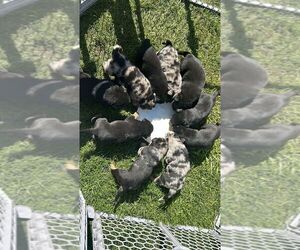 Australian Shepherd-Rottweiler Mix Puppy for Sale in LACEY, Washington USA