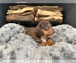 Puppy Domino Dachshund