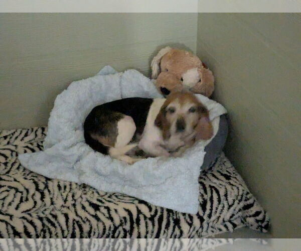 Medium Photo #3 Beagle Puppy For Sale in Rustburg, VA, USA