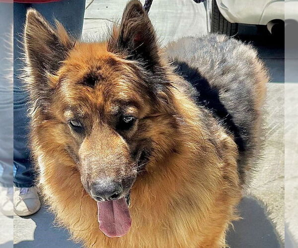 Medium Photo #4 Mutt Puppy For Sale in Fallbrook, CA, USA