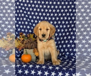 Golden Retriever Puppy for sale in KIRKWOOD, PA, USA