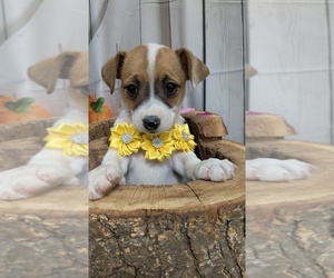 Jack Russell Terrier Puppy for sale in HAMMOND, IN, USA