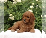 Small #3 Cavapoo