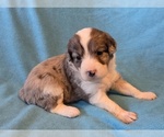 Small #6 Aussiedoodle