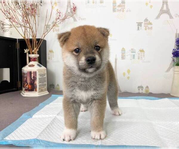 Medium Photo #4 Shiba Inu Puppy For Sale in MONTEREY PARK, CA, USA