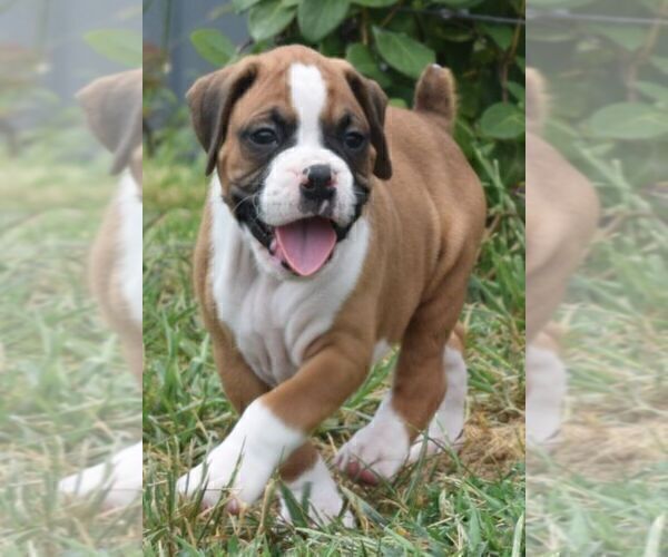 Medium Photo #2 Boxer Puppy For Sale in HUMBOLDT, NE, USA