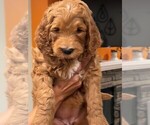 Small Photo #5 Goldendoodle Puppy For Sale in WEST HILLS, CA, USA