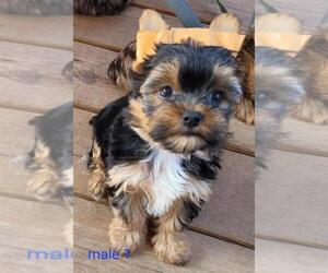 Yorkshire Terrier Puppy for sale in CONKLIN, NY, USA